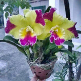 50 Stück/Beutel Samen, Umweltfreundlich, Schnelle Keimung, Eingetopfte Phalaenopsid-Samen Für Den Hausgarten, Samen Zum Pflanzen Jetzt 4 Phalaenopsis-Samen
