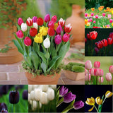 50 Stück/Beutel Tulpensamen, Umweltfreundlich, Gute Wasseraufnahme, Mini-Bunte Topf-Tulpensamen Für Den Hausgarten, Samen Zum Pflanzen Jetzt Rosa Tulpensamen