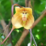20 Stück/Beutel Orchideensamen, Seltene, Spezielle Form, Tragbare, Belebende Blumensamen Für Den Balkon, Gartensamen, Jetzt Zum Pflanzen Rosa Affengesichts-Orchideen-Blume