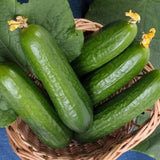 1 Beutel Gurkensamen, Natürliche, Nahrhafte, Stachellose, Süße Fruchtsamen Für Den Garten, Samen Zum Pflanzen Jetzt Gurkensamen