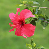100 Stück/Beutel Hibiskus-Samen, Seltene Blühende Pflanzen, Riesen-Landschaftsbau-Blumensamen Für Gartensamen, Jetzt Zum Pflanzen Hibiskussamen