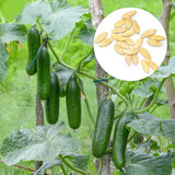 1 Beutel Gurkensamen, Natürliche, Nahrhafte, Stachellose, Süße Fruchtsamen Für Den Garten, Samen Zum Pflanzen Jetzt Gurkensamen