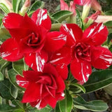 20 Stück/Beutel Wüstenrosensamen, Süß, Einfach Zu Pflanzen, Bunte Adenium Obesum Wüstenrosensamen Für Büro, Garten, Samen Zum Pflanzen Jetzt 2 Samen Der Wüstenrose