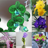 50 Stück/Beutel Samen, Umweltfreundlich, Schnelle Keimung, Eingetopfte Phalaenopsid-Samen Für Den Hausgarten, Samen Zum Pflanzen Jetzt 4 Phalaenopsis-Samen