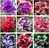 20 Teile/Beutel Petunia Hybrida Samen Klettern Dürretolerante Mehrfarbige Wellenserie Blumensamen Für Garten Gartensamen Zum Pflanzen Jetzt Rosa Petunia Hybrida-Samen