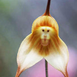 20 Stück/Beutel Orchideensamen, Seltene, Spezielle Form, Tragbare, Belebende Blumensamen Für Den Balkon, Gartensamen, Jetzt Zum Pflanzen Rosa Affengesichts-Orchideen-Blume