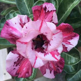 20 Stück/Beutel Wüstenrosensamen, Süß, Einfach Zu Pflanzen, Bunte Adenium Obesum Wüstenrosensamen Für Büro, Garten, Samen Zum Pflanzen Jetzt 2 Samen Der Wüstenrose
