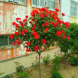 200 Teile/Beutel Rosenbaumsamen DIY Dekorative Gute Mischfarbe Rosenblütenbaum Hinterhof Pflanzensamen Für Hausgarten Samen Zum Pflanzen Jetzt Rosensamen