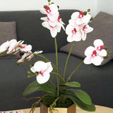 200 Teile/Beutel Phalaenopsis Samen Boden Lebendige Bonsai Garten Motten Orchidee Samen Für Hausgarten Samen Zum Pflanzen Jetzt Phalaenopsis-Samen