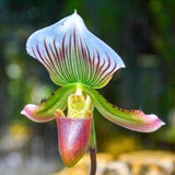 20 Stück/Beutel Cypripedium Corrugatum-Samen, Einfach Zu Pflanzen, Gemischte Farben, Taschen-Slipper-Samen Für Den Hausgarten, Samen Zum Pflanzen Jetzt Cypripedium Corrugatum-Samen