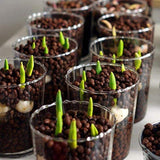 1 Beutel Tulpensamen, Produktive, Gentechnikfreie, Kleine, Fruchtbare, Farbenfrohe Blumensamen Für Den Garten, Jetzt Zum Pflanzen Tulpensamen