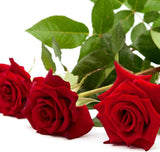 100 Stück/Beutel Rosensamen, Süß, Hohe Keimrate, Mehrfarbig, Mehrjährige Pflanze, Bonsai-Rosenblüten, Samen Für Den Garten, Samen Zum Pflanzen Rot Rosensamen