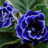 100 Stück/Beutel Gloxinia-Samen, Volle Sonne, Brauchen Schnell Wachsende Pflanzen, Garten, Bunte Pflanzen, Samen Für Den Garten, Samen Zum Pflanzen Jetzt Violett