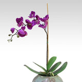 200 Teile/Beutel Phalaenopsis Samen Boden Lebendige Bonsai Garten Motten Orchidee Samen Für Hausgarten Samen Zum Pflanzen Jetzt Phalaenopsis-Samen