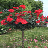 200 Teile/Beutel Rosenbaumsamen DIY Dekorative Gute Mischfarbe Rosenblütenbaum Hinterhof Pflanzensamen Für Hausgarten Samen Zum Pflanzen Jetzt Rosensamen