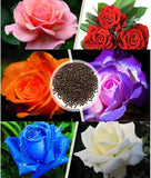 100 Stück/Beutel Rosensamen, Süß, Hohe Keimrate, Mehrfarbig, Mehrjährige Pflanze, Bonsai-Rosenblüten, Samen Für Den Garten, Samen Zum Pflanzen Rot Rosensamen